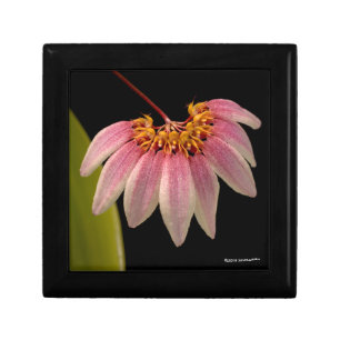 Tropical Pink Orchid Gift Box