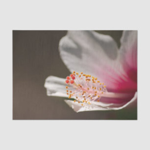 Tropical Pink & White Hawaiian Hibiscus Flower Tissue Paper