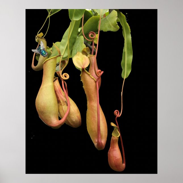 Tropical Pitcher Plant and Bluebottle Poster (Front)