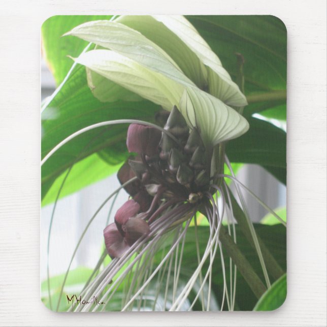 Tropical Plant Photo Mousepad (Front)