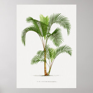 Tropical plant,Plant illustration vintage art ポスター Poster