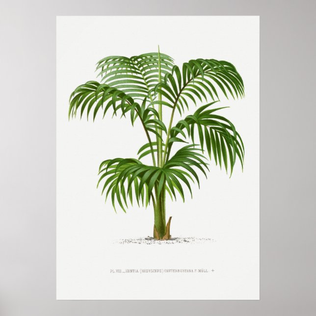 Tropical plant,Plant illustration vintage art ポスター Poster (Front)