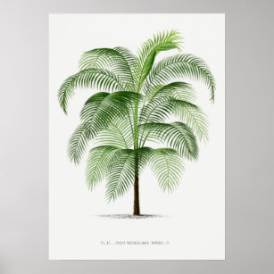 Tropical plant,Plant illustration vintage art ポスター Poster