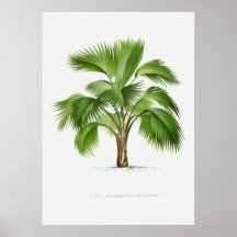 Tropical plant,Plant illustration vintage art ポスター