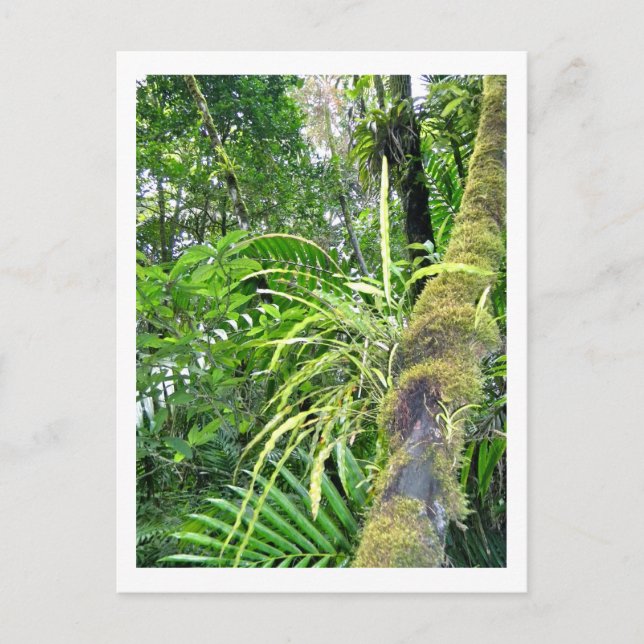 Tropical Plants at El Yunque National Rainforest Postcard (Front)