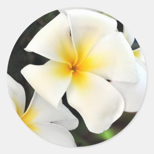 Tropical Plumeria Flower Sticker