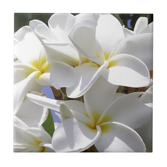 Tropical Plumeria Flowers Ceramic Tile (Front)