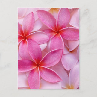 TROPICAL PLUMERIA FLOWERS POSTCARD