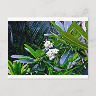Tropical Plumeria Flowers Postcard