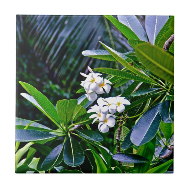 Tropical Plumeria Flowers Tile (Front)