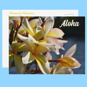 Tropical Plumeria Frangipani Flowers Floral Aloha Postcard
