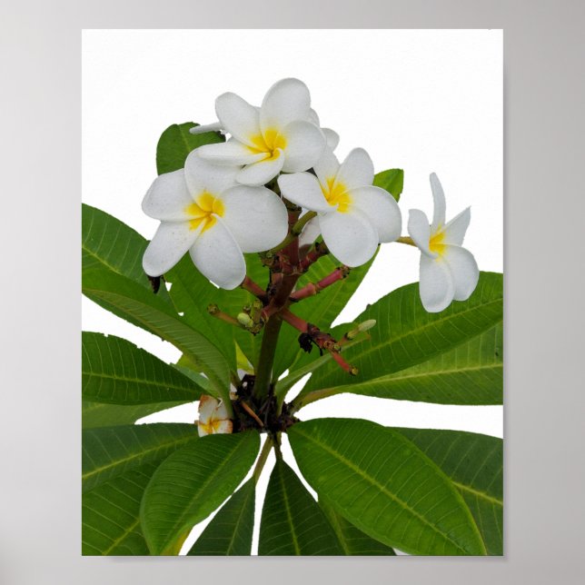 Tropical Plumeria Photo Poster (Front)