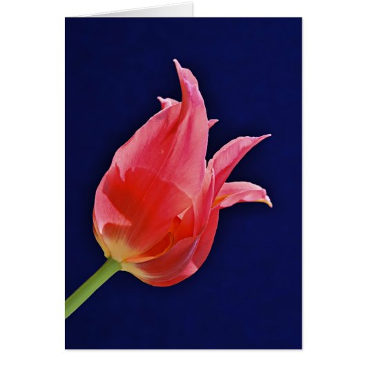 Tropical Punch Tulip Cards (Front)