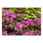 Tropical Purple Bougainvillea Floral