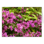 Tropical Purple Bougainvillea Floral Card