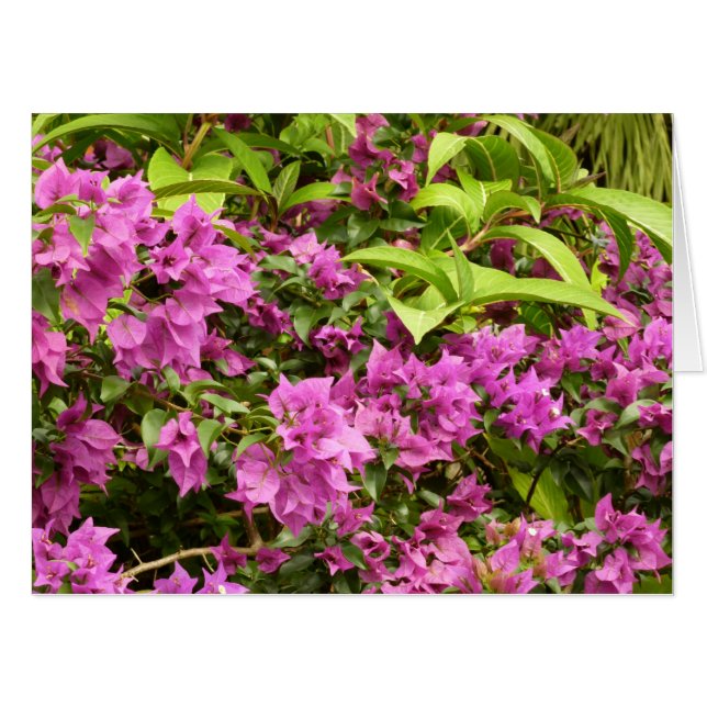 Tropical Purple Bougainvillea Floral Card (Front Horizontal)