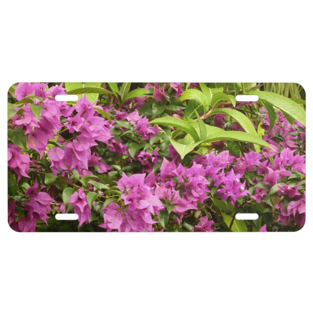 Tropical Purple Bougainvillea Floral License Plate (Front)