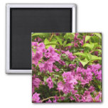 Tropical Purple Bougainvillea Floral Magnet