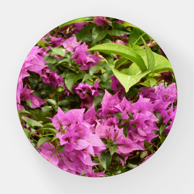 Tropical Purple Bougainvillea Floral Paperweight (Front)