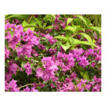 Tropical Purple Bougainvillea Floral Photo Print