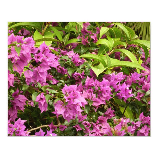 Tropical Purple Bougainvillea Floral Photo Print (Front)