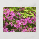 Tropical Purple Bougainvillea Floral Postcard