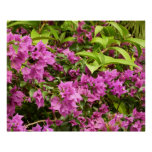 Tropical Purple Bougainvillea Floral Poster