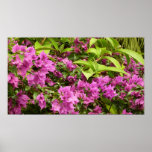 Tropical Purple Bougainvillea Floral Poster