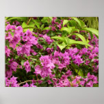 Tropical Purple Bougainvillea Floral Poster