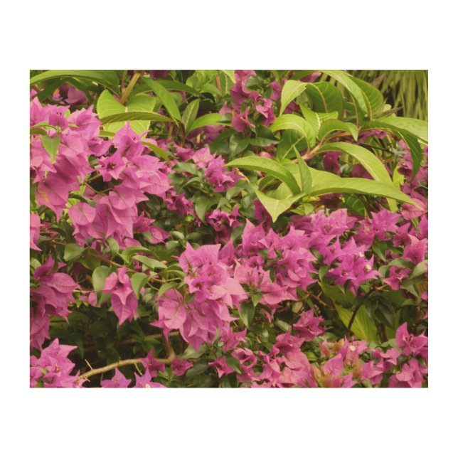 Tropical Purple Bougainvillea Floral Wood Wall Art (Front)