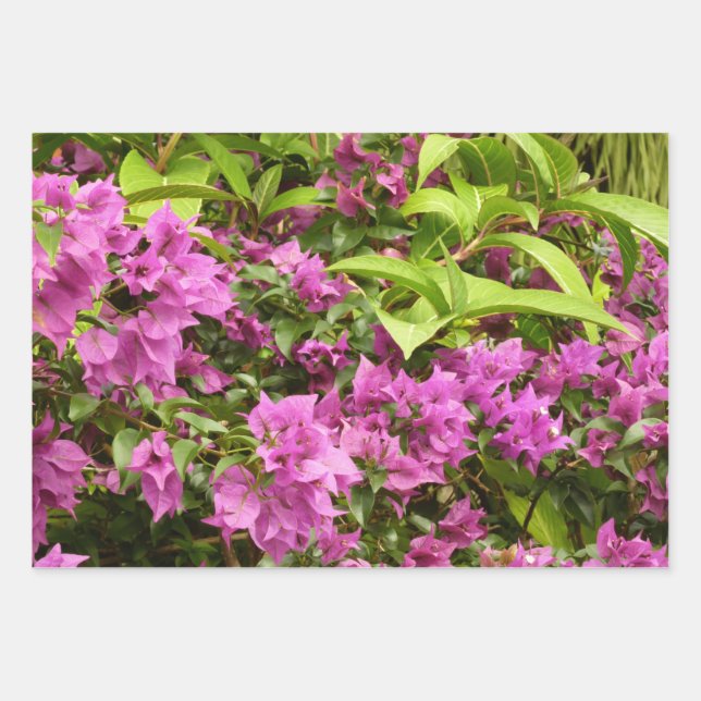 Tropical Purple Bougainvillea Floral Wrapping Paper Sheets (Front)