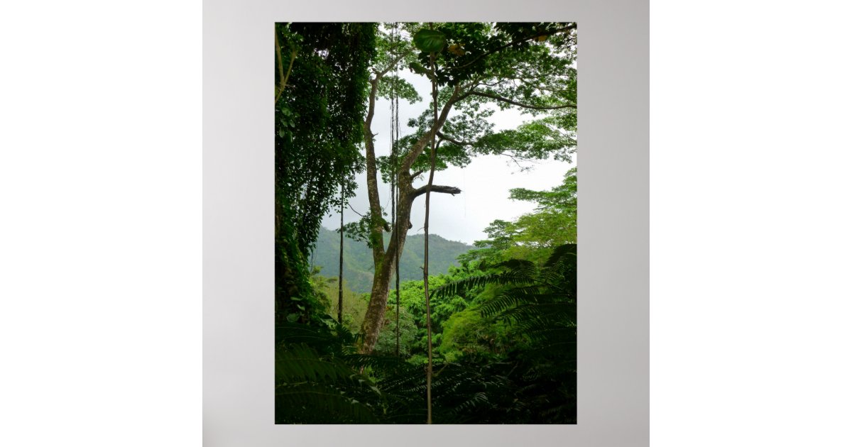 Tropical Rain Forest Poster | Zazzle