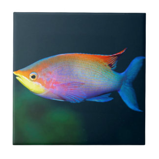 TROPICAL RAINBOW FISH WALL TILE OR TRIVET