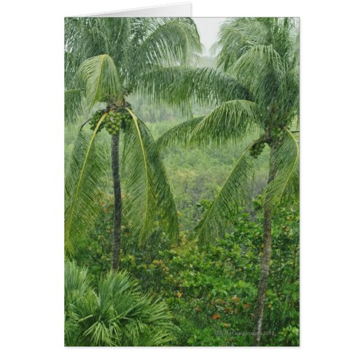 Tropical rainforest cards (Front)