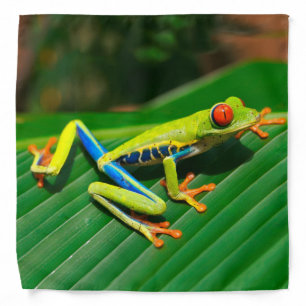 Tropical rainforest green red-eyed tree Frog Bandana