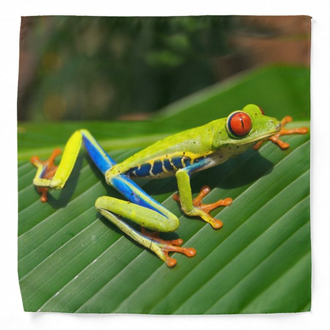 Tropical rainforest green red-eyed tree Frog Bandana (Front)