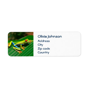 Tropical rainforest green red-eyed tree Frog Label