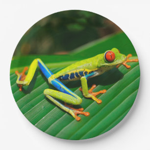 Tropical rainforest green red-eyed tree Frog Paper Plates