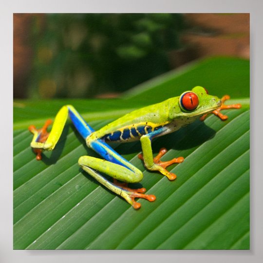 Tropical rainforest green red-eyed tree Frog Poster | Zazzle.com