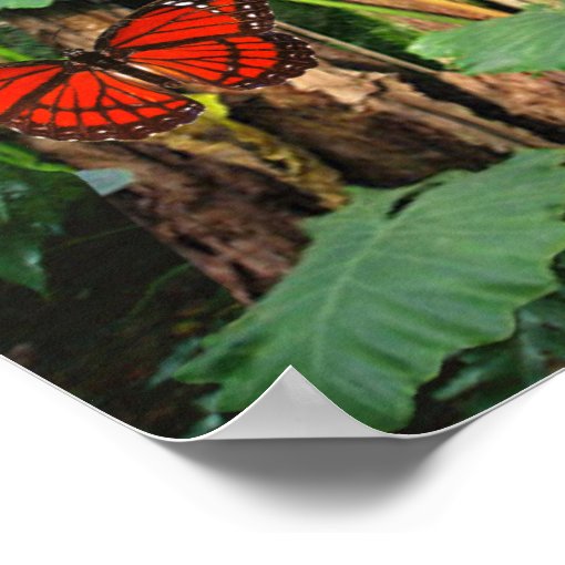 Tropical Rainforest Poster | Zazzle