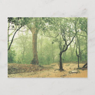 Tropical Rainforest Western Ghats India Postcard