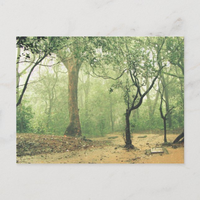 Tropical Rainforest Western Ghats India Postcard (Front)