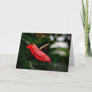 Tropical Red Anthurium Any Occasion Blank Greeting Card