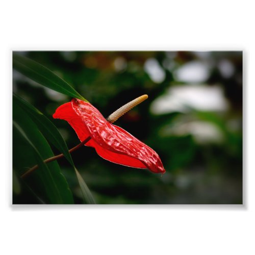Tropical Red Anthurium Laceleaf Tailflower Photo Print