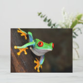 Tropical Red Eye Frog - Agalychnis Callidryas (Standing Front)
