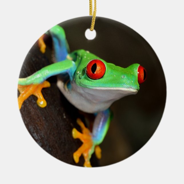 Tropical Red Eye Frog - Agalychnis Callidryas Ceramic Ornament (Front)