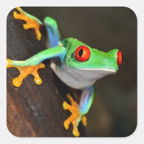 Tropical Red Eye Frog _ Agalychnis Callidryas Square Sticker