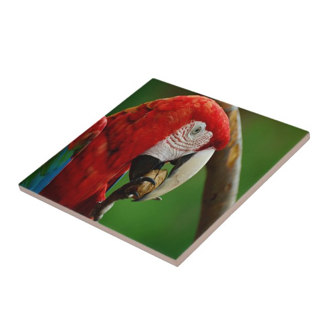 Tropical Red Parrot Ceramic Tile (Side)