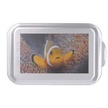 Tropical Reef Fish - Clownfish Cake Pan by wildlifecollection at Zazzle