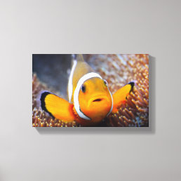 Tropical reef fish - Clownfish Canvas Print
